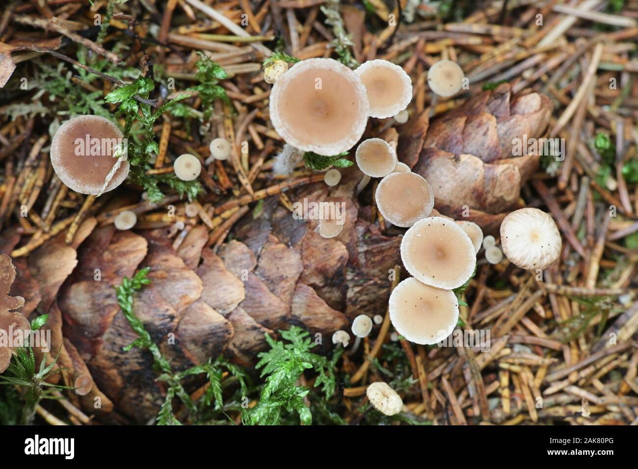 Baeospora myosura, known as conifercone cap or cone mushroom, wild mushrooms from Finland Stock Photo
