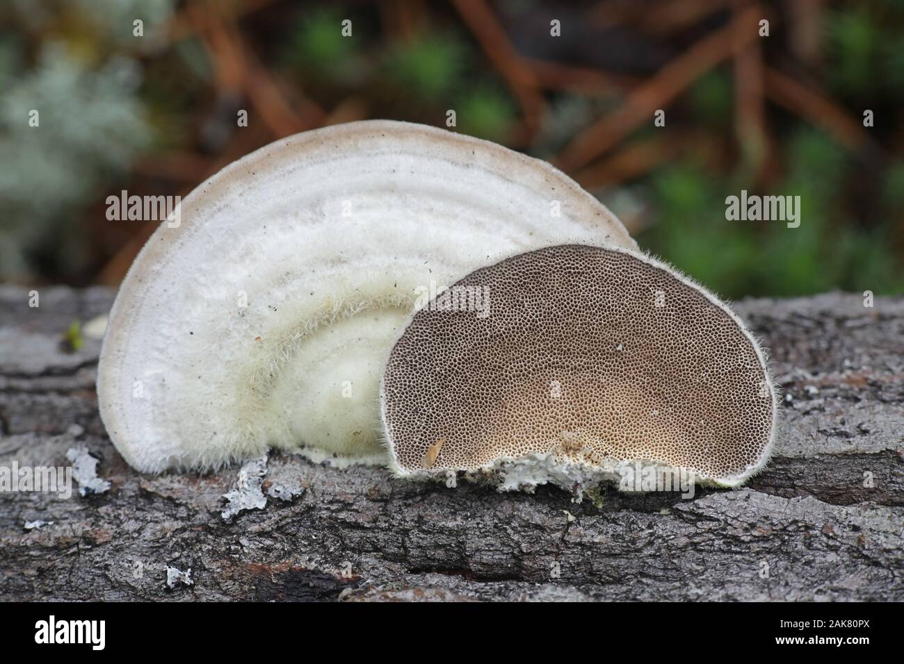 Trametes hirsuta, known as hairy bracket fungus, mushrooms from Finland Stock Photo