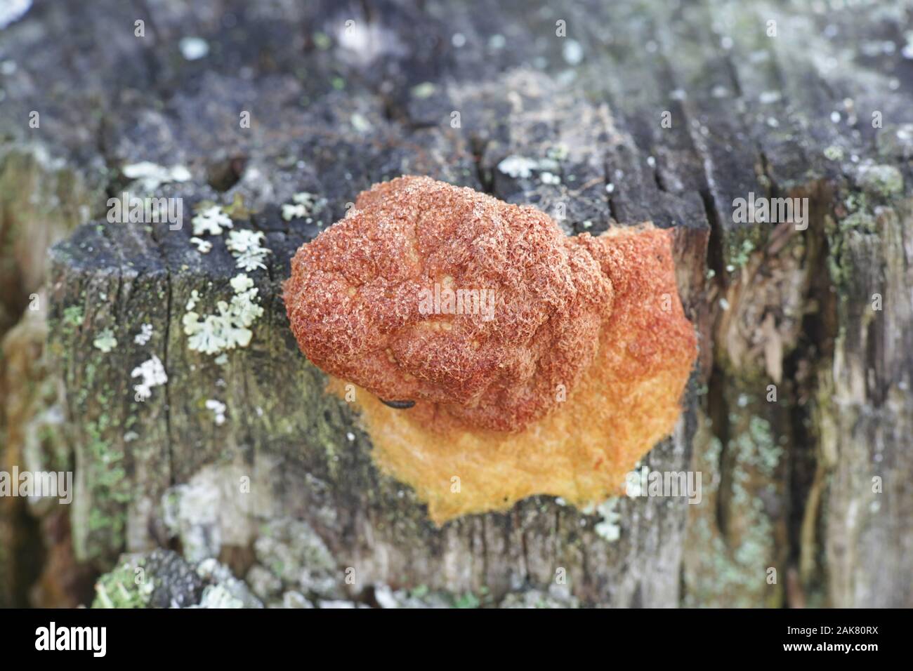 Fuligo rufa, a plasmodial slime mold from Finland Stock Photo