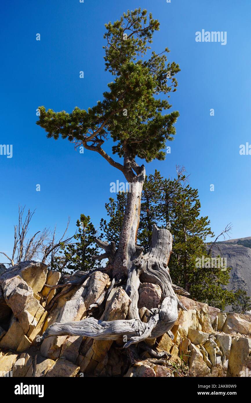 A large pine tree has managed to thrive growing out of granite boulders. Stock Photo