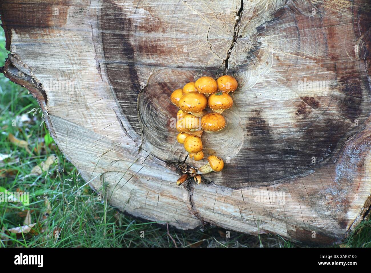 Pholiota limonella, a slimy scalycap mushroom from Finland Stock Photo
