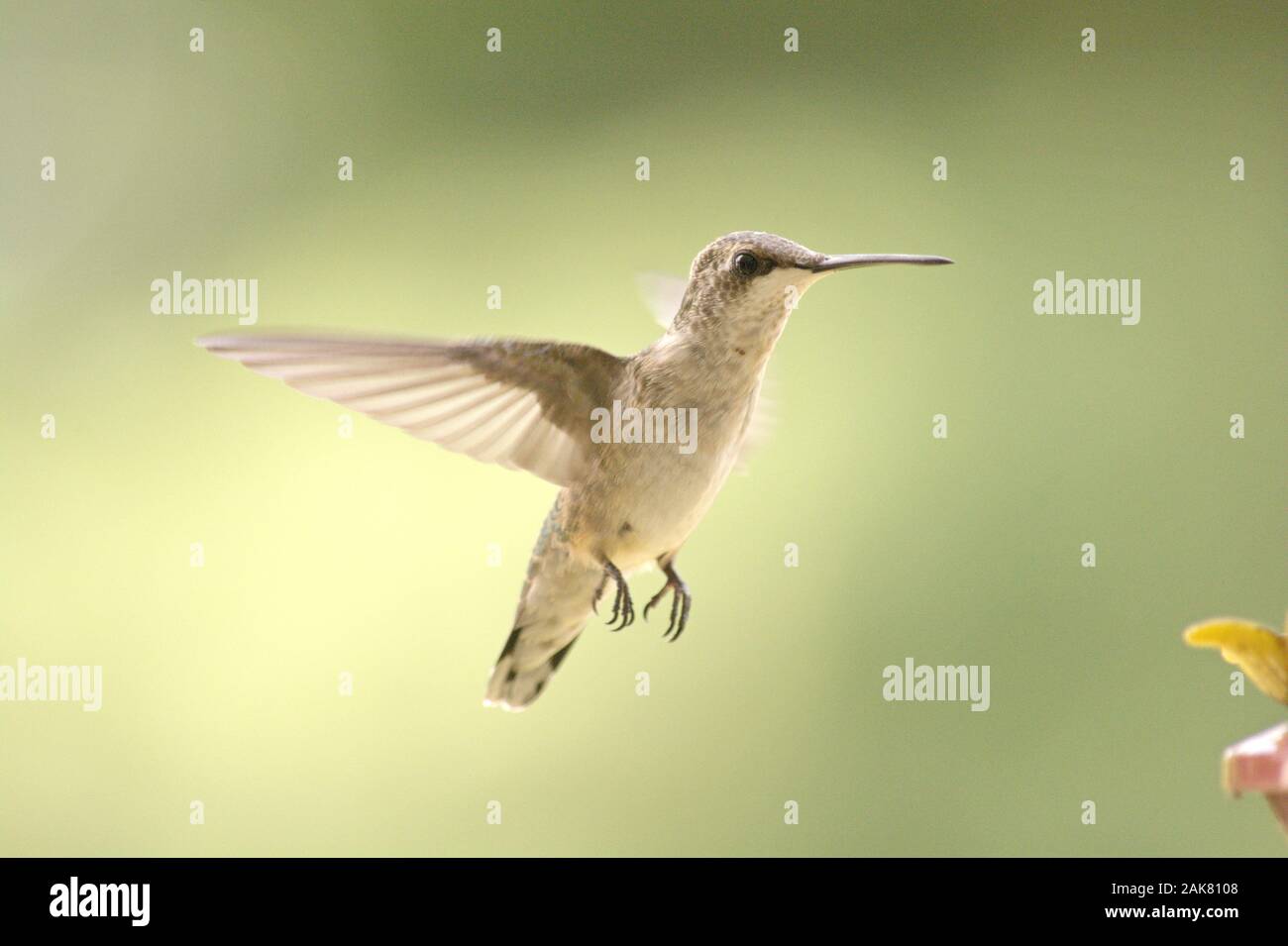 Ruby-throated hummingbird in flight approaching a feeder. Stock Photo