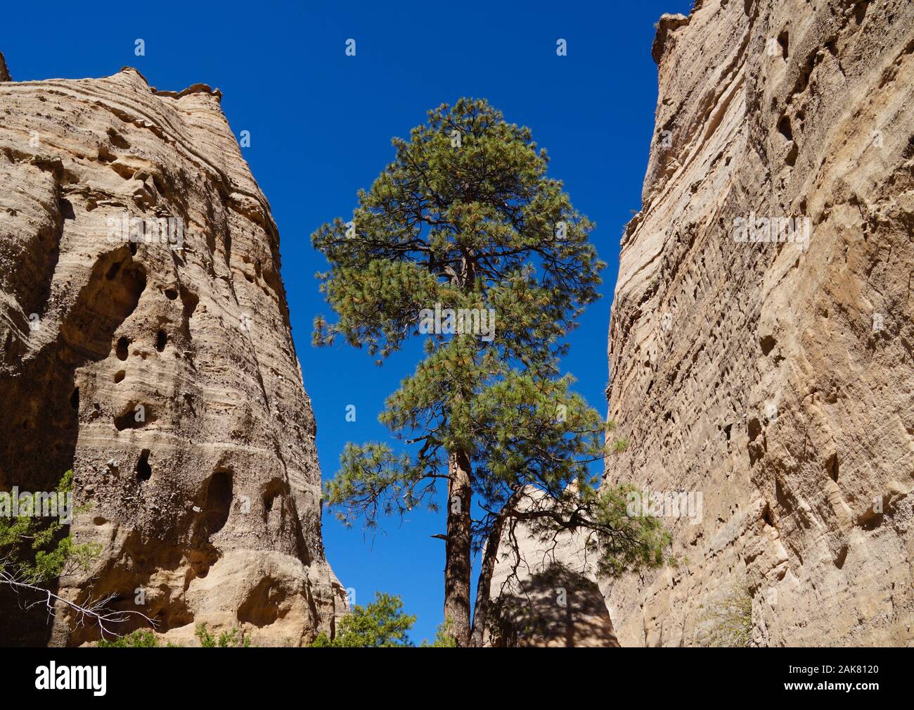 A large pine tree growing between the imposing sandstone walls in the entry of Tent Rocks Stock Photo