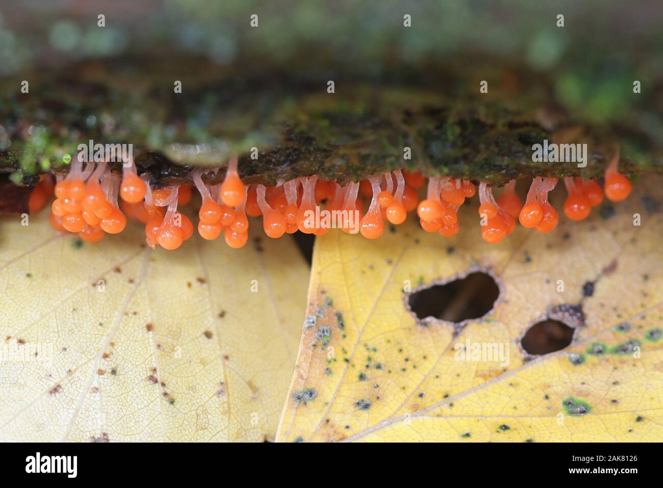 Trichia decipiens, orange slime mold sporangia Stock Photo