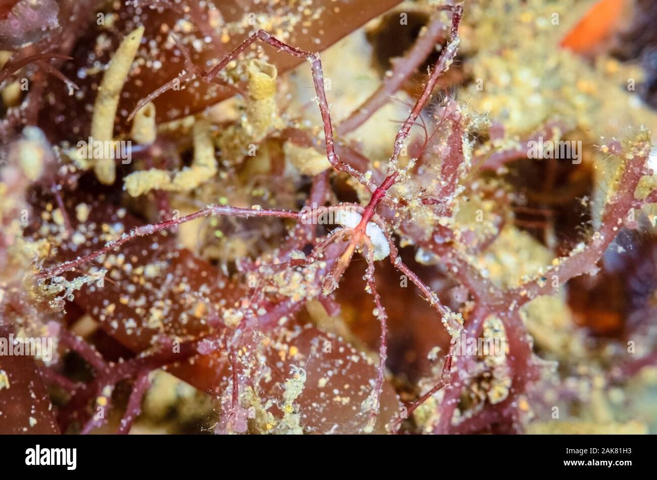 Pycogonid Pantopoda High Resolution Stock Photography and Images - Alamy