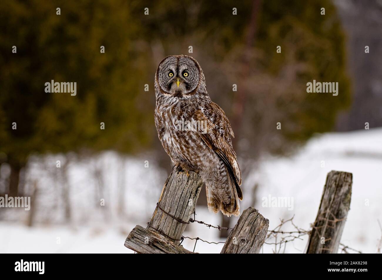 Great Gray Owl on Fence Post Stock Photo