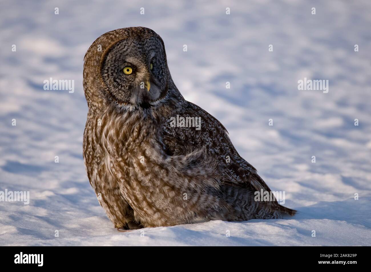 Great Gray Owl standing on snow. Stock Photo