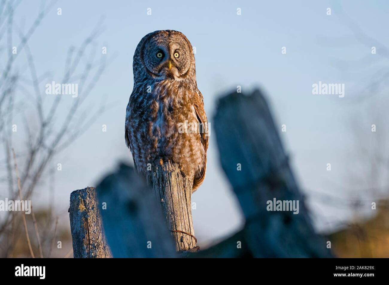 Great Gray Owl on Fence Post Stock Photo