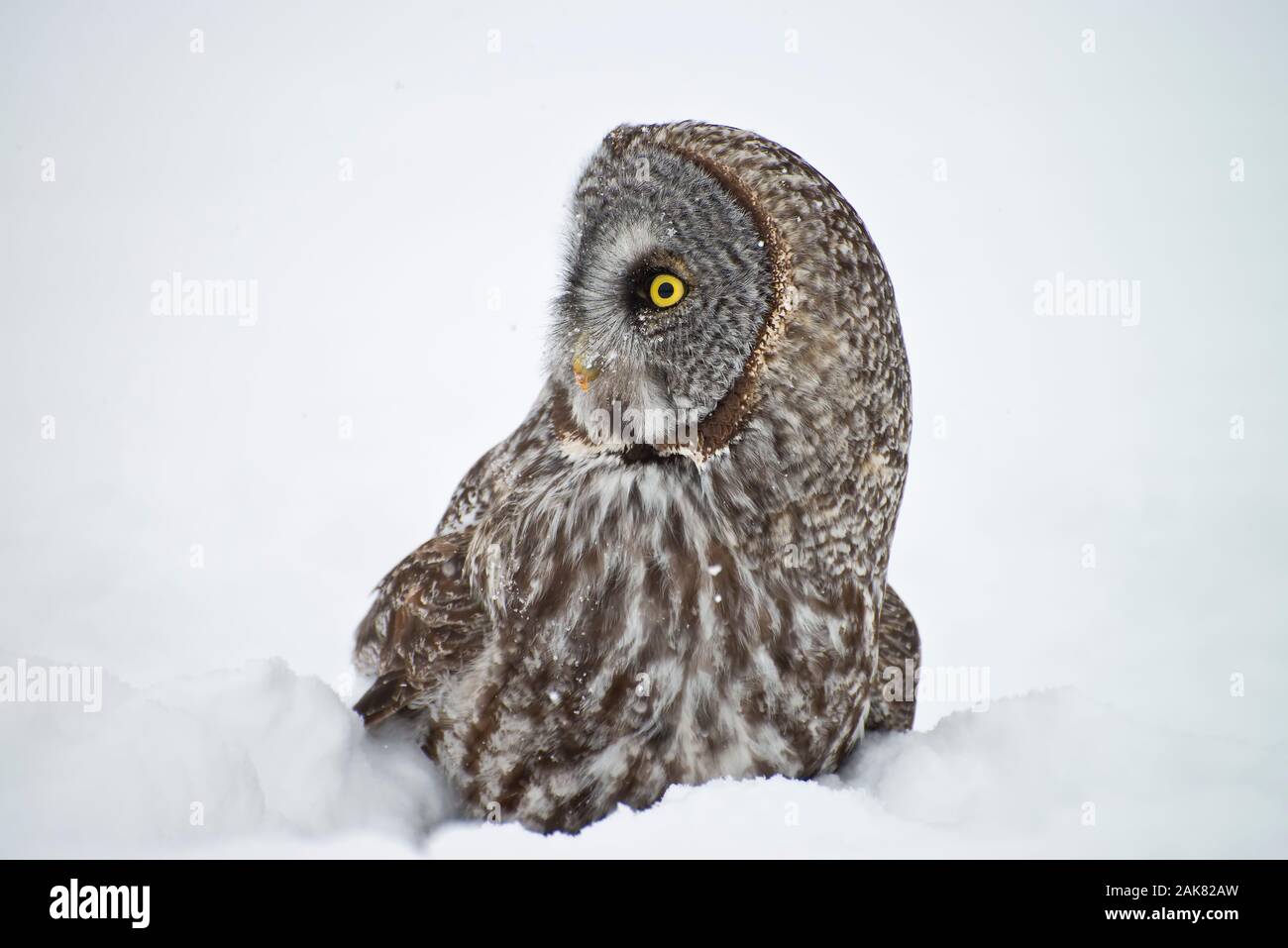 Great Gray Owl standing on snow. Stock Photo