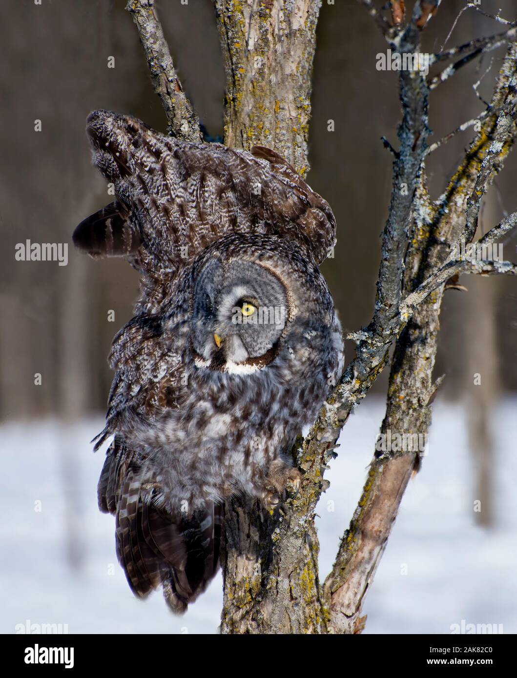 Great Gray Owl on branch. Stock Photo