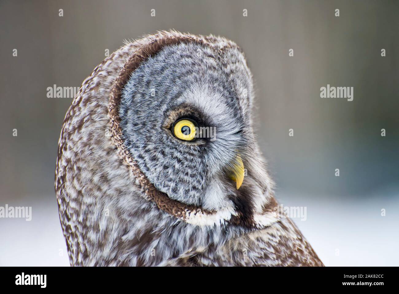 Great Gray Owl closeup portrait. Stock Photo