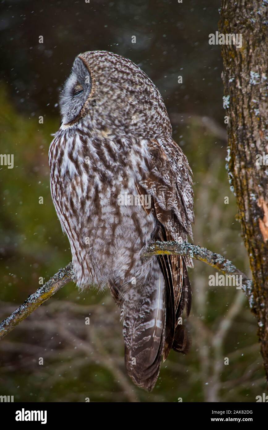 Great Gray Owl on Branch Stock Photo