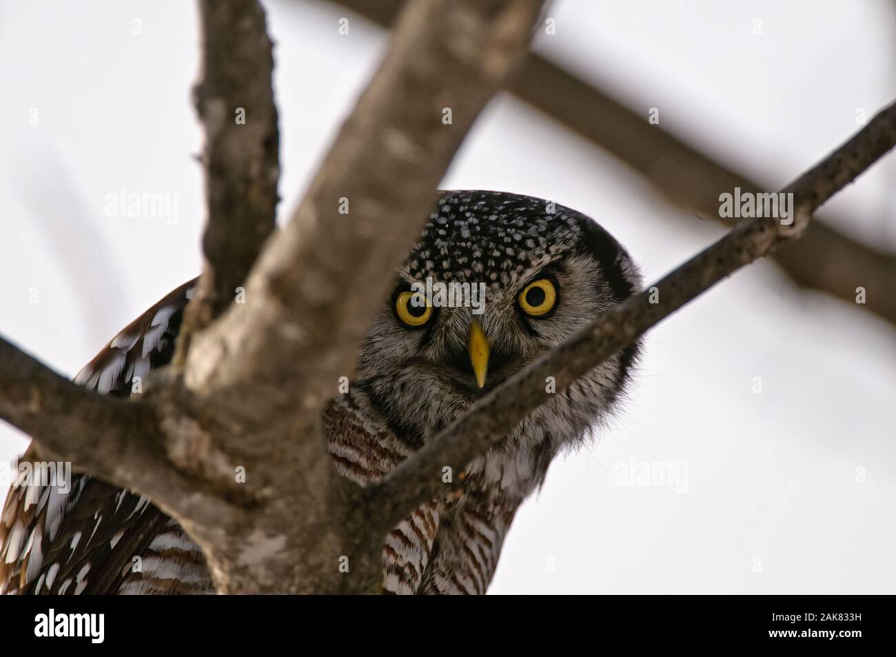 Northern Hawk Owl In Tree. Stock Photo