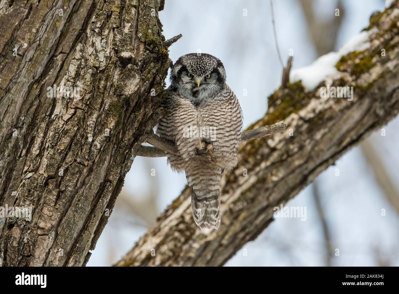 Northern Hawk Owl In Tree. Stock Photo