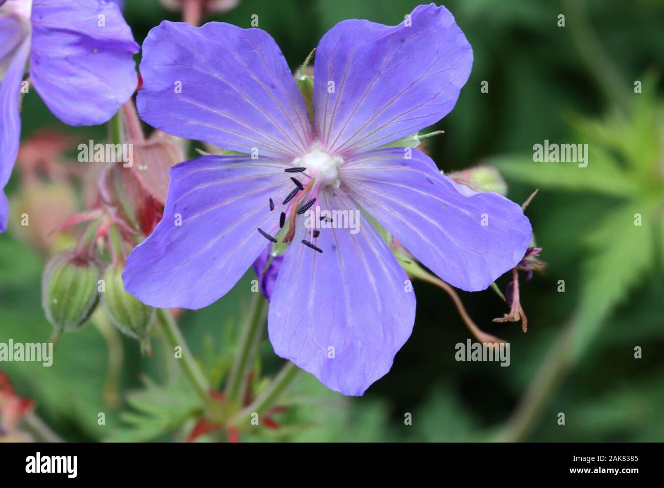 Geranium wallichianum 'Buxton's Variety' is a low herbaceous perennial with trailing stems bearing 5-lobed leaves and light violet-blue flowers. Stock Photo