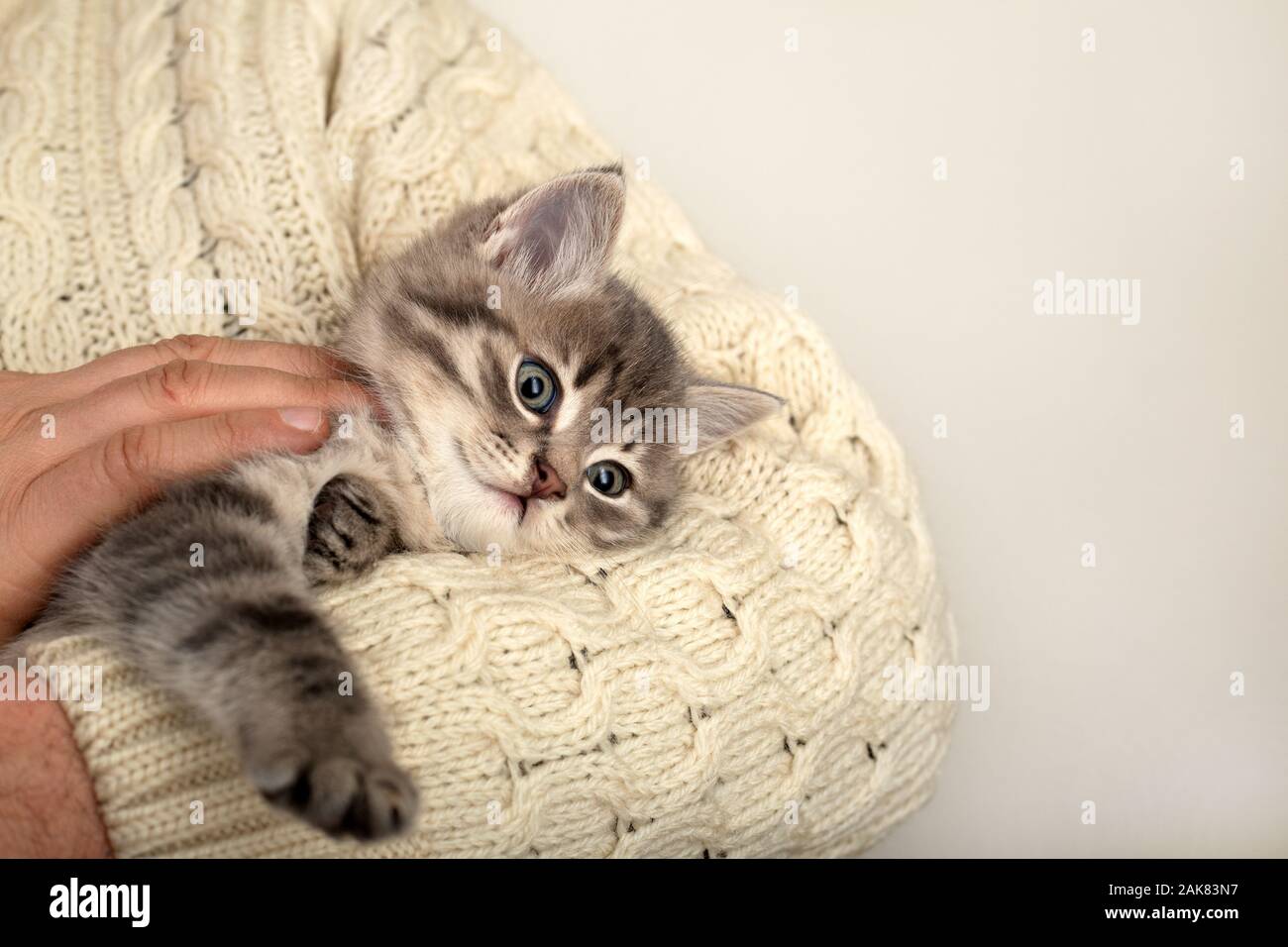 cat holding sweater