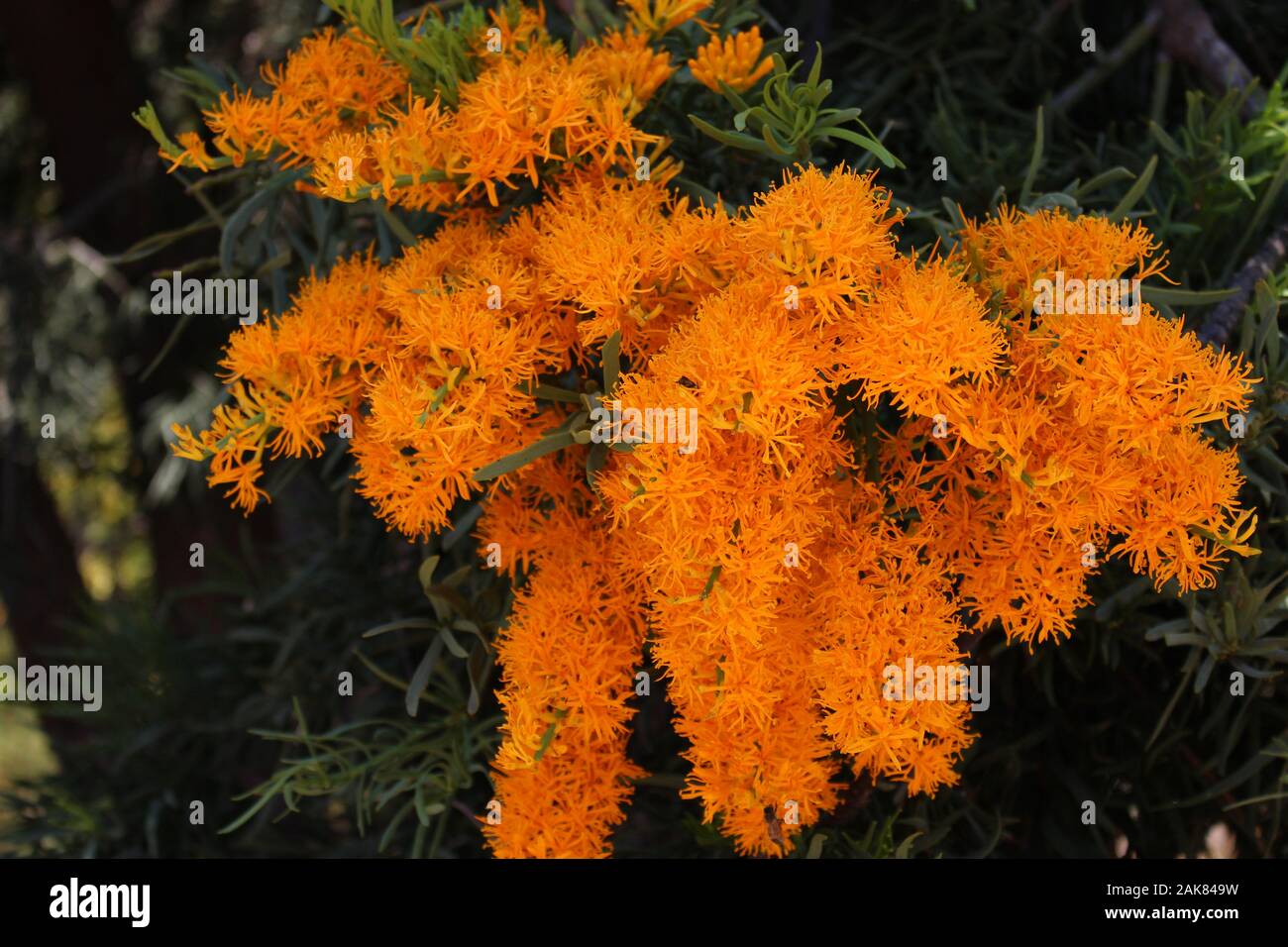 Nuytsia tree flower Stock Photo