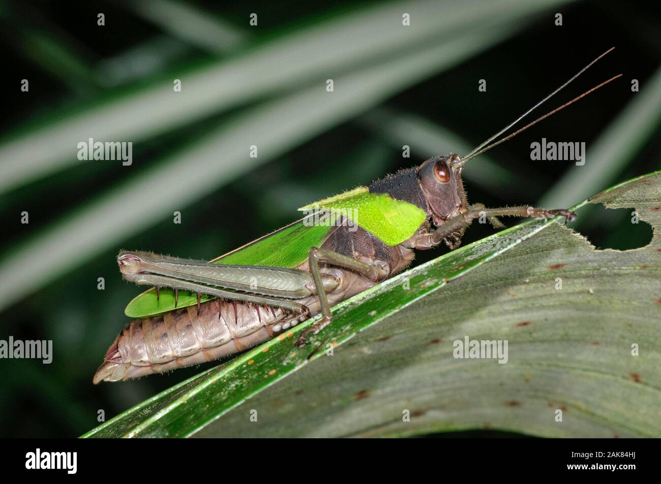 grasshopper, Agriacris sp., Tambopata National Reserve, Madre de Dios Region, Tambopata Province, Peru, Amazonia Stock Photo