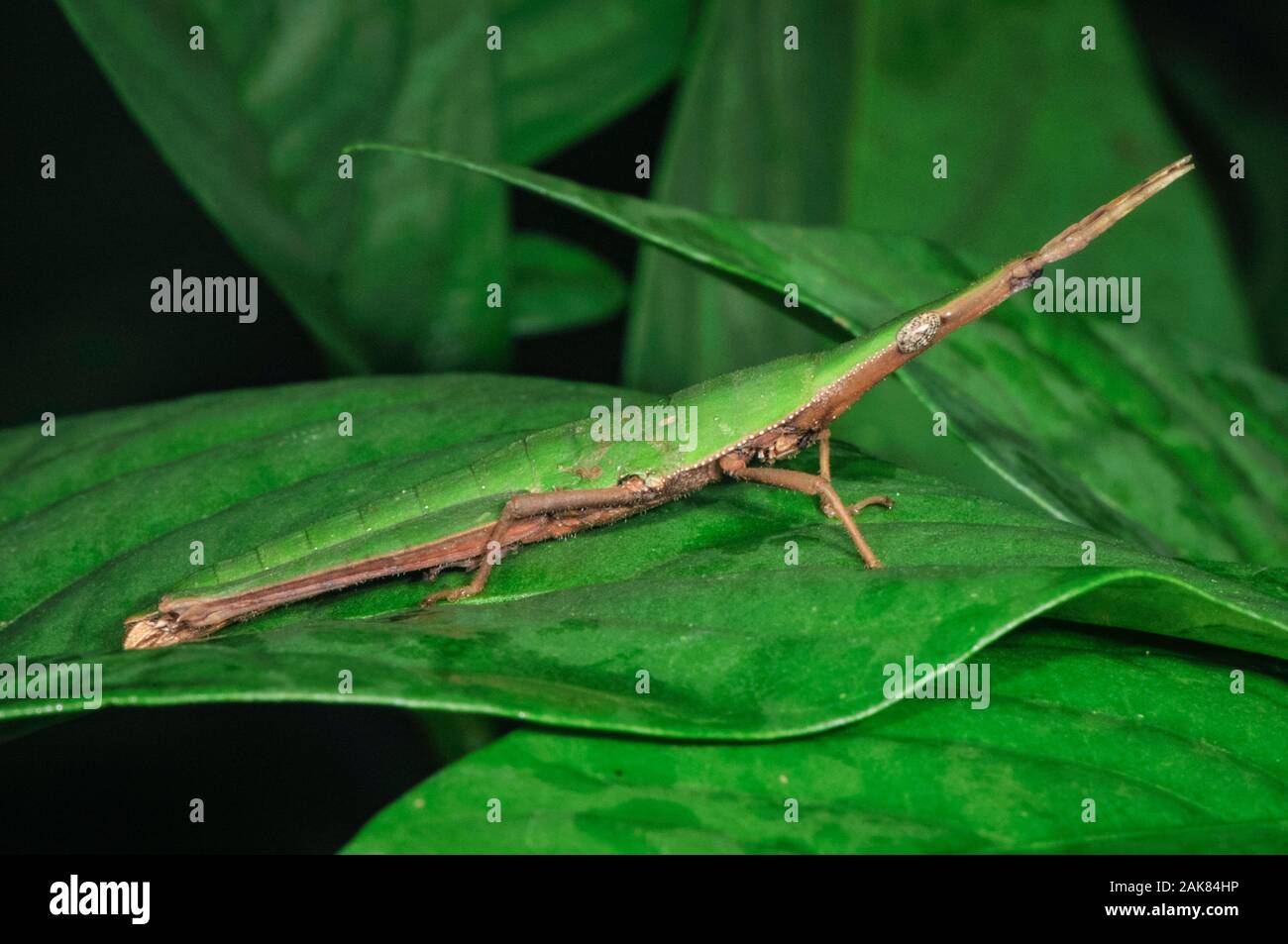cryptic leaf grasshopper, Omura congrua (Pyrgomorphidae), Tambopata National Reserve, Madre de Dios Region, Tambopata Province, Peru, Amazonia Stock Photo