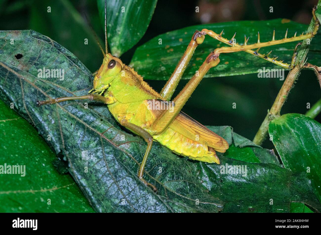 Golden grasshopper (Romaleidae), Tambopata National Reserve, Madre de Dios Region, Tambopata Province, Peru, Amazonia Stock Photo