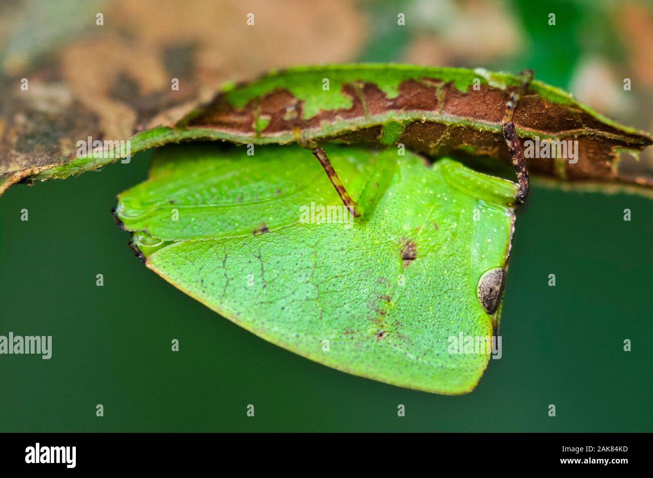 Hooded Leaf grasshopper, Phyllochoreia species, the Western Ghats, Sahyadri mountain range, a Unesco World Heritage Site, Goa, India Stock Photo