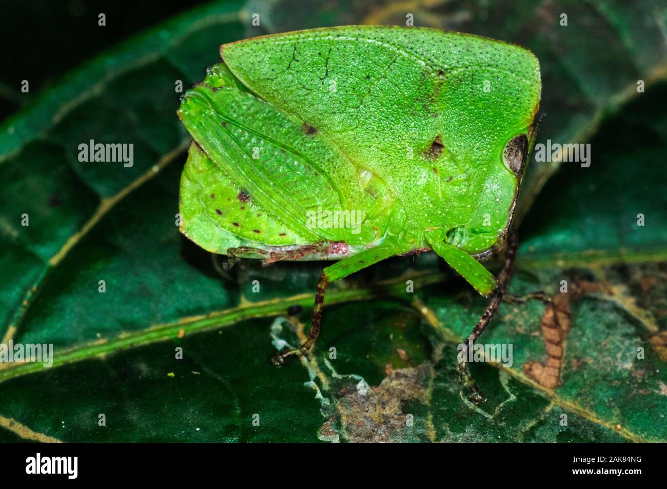 Hooded Leaf grasshopper, Phyllochoreia species, the Western Ghats, Sahyadri mountain range, a Unesco World Heritage Site, Goa, India Stock Photo
