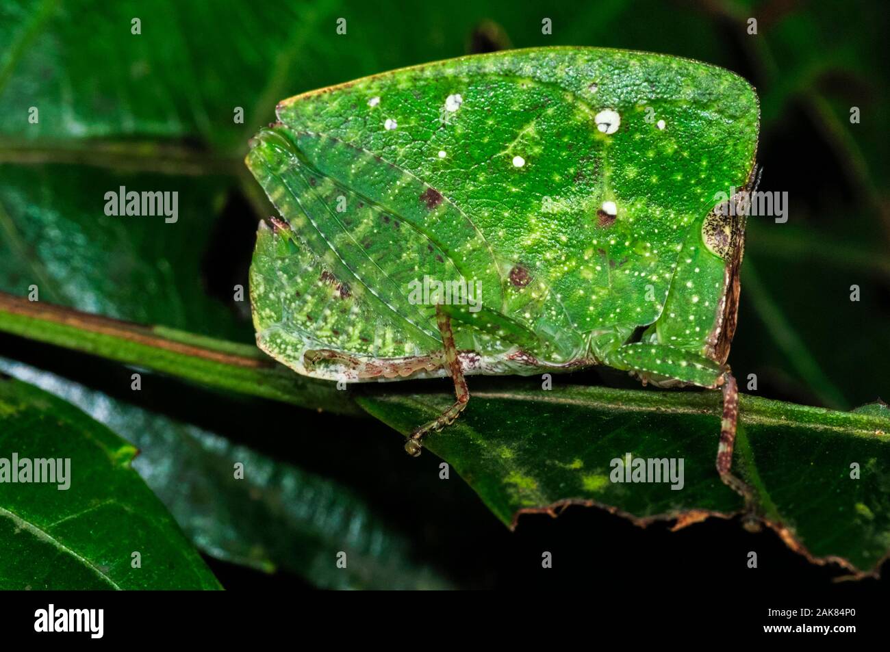 Hooded Leaf grasshopper, Phyllochoreia species, the Western Ghats ...