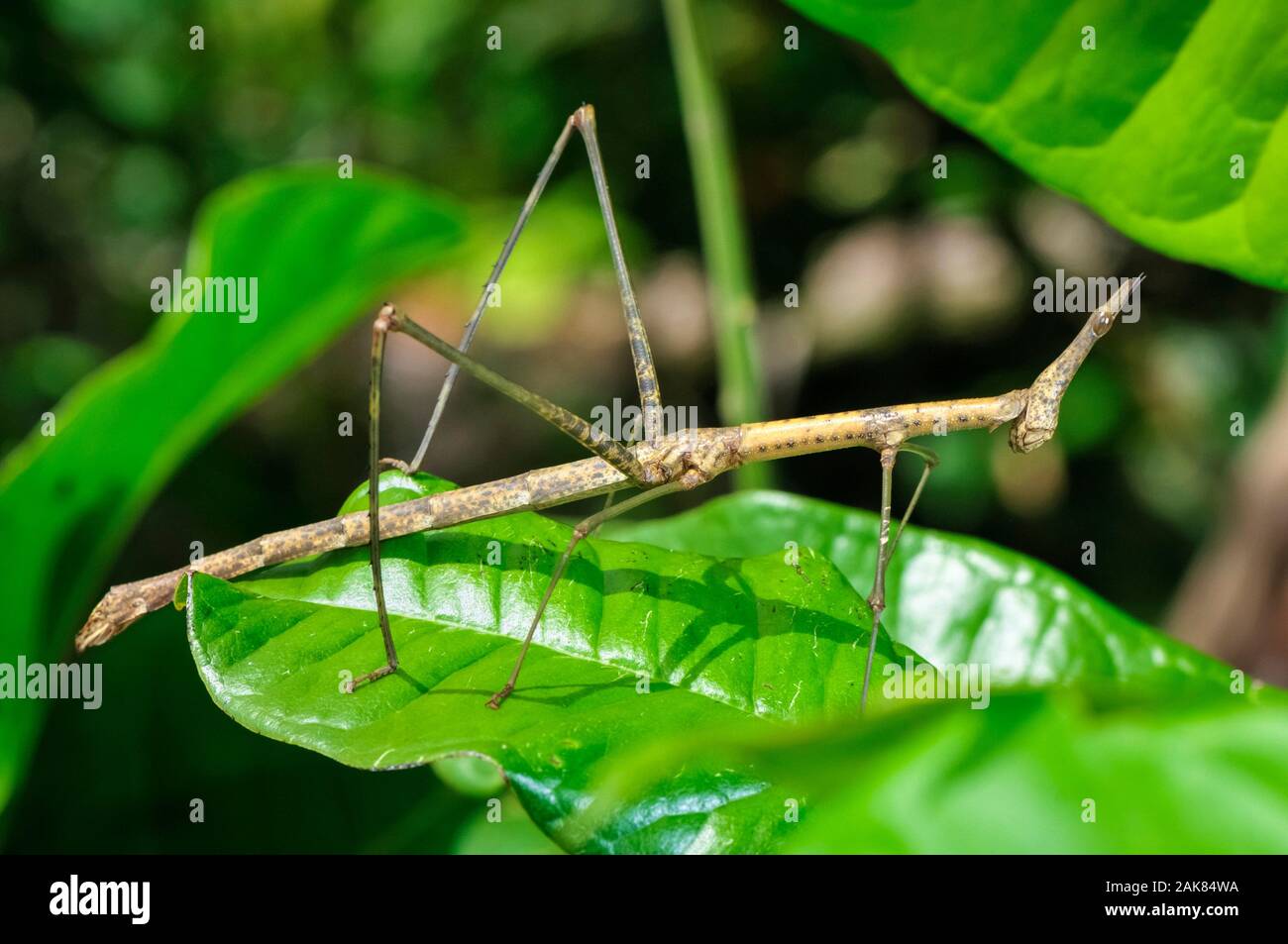 Stick grasshopper or Jumping stick, Paraproscopia species, family Proscopiidae, Tambopata National Reserve, Madre de Dios Region, Tambopata Province, Stock Photo