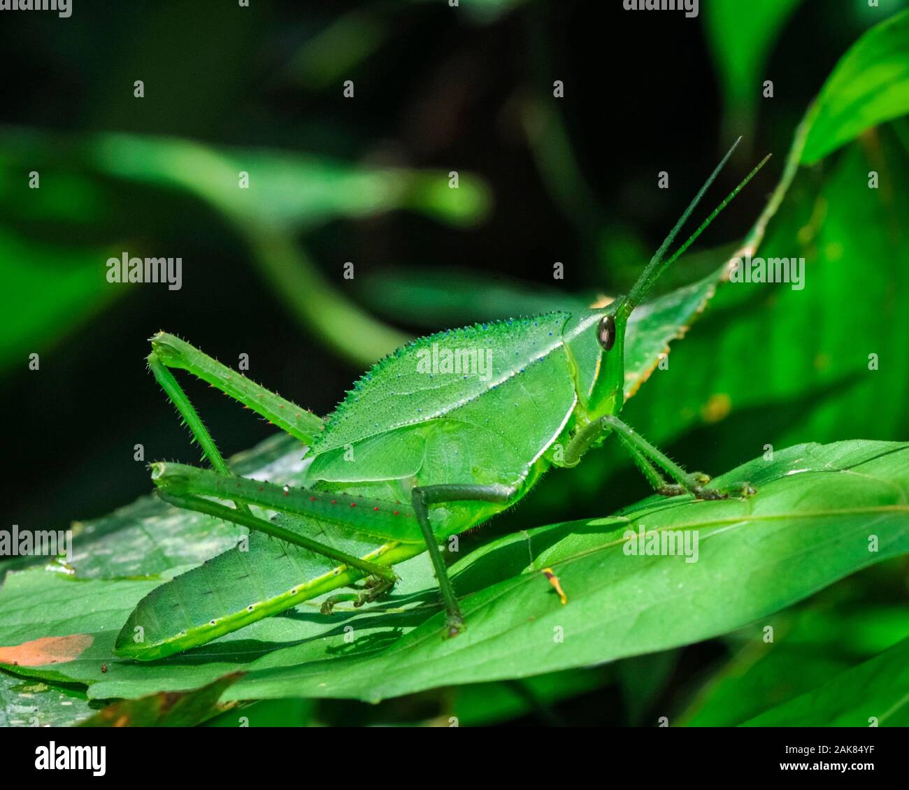 grasshopper, Prionolopha serrata, juvenile, Tambopata National Reserve, Madre de Dios Region, Tambopata Province, Peru, Amazonia Stock Photo