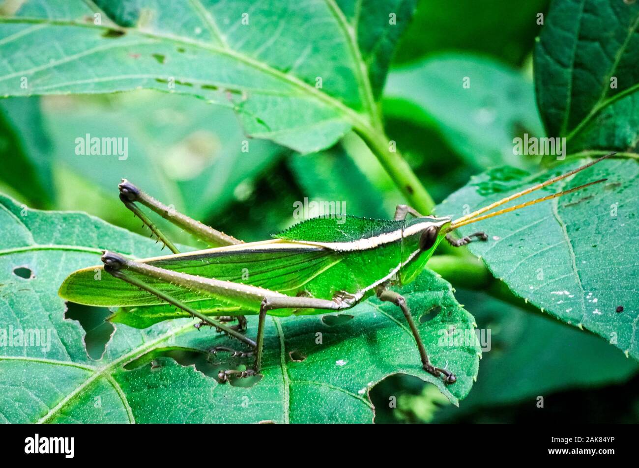 grasshopper, Prionolopha serrata, adult, Tambopata National Reserve, Madre de Dios Region, Tambopata Province, Peru, Amazonia Stock Photo