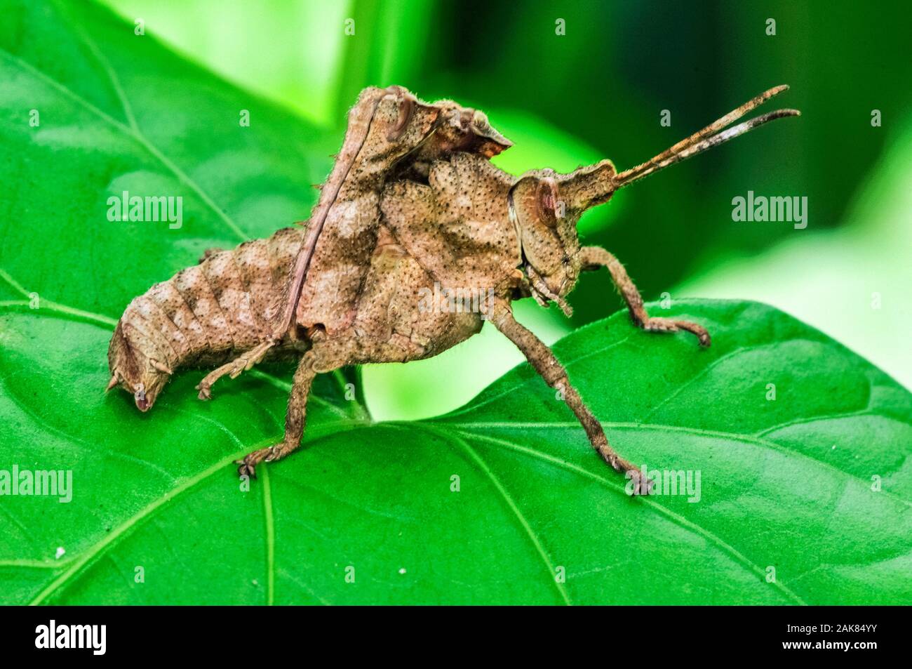 Xomacris cf nuptialis grasshopper, Tambopata National Reserve, Madre de Dios Region, Tambopata Province, Peru, Amazonia Stock Photo