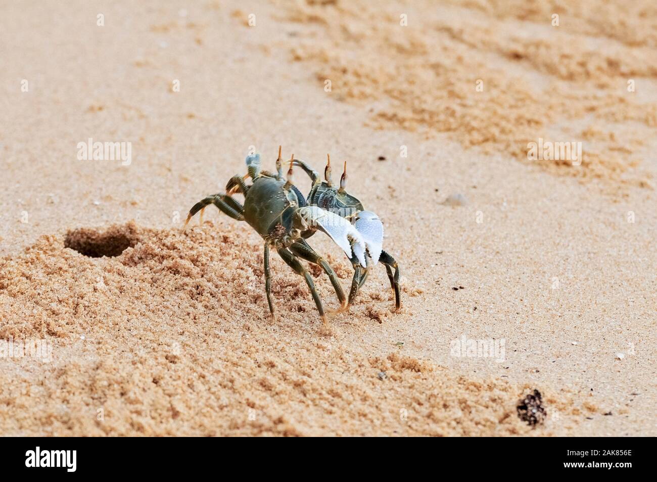 ghost crabs Ocypode species, fighting on the beach, Ankify, Madagascar, Indian Ocean Stock Photo