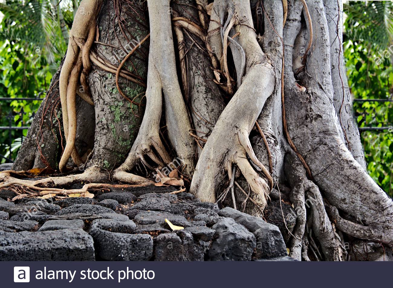 Tree Roots Over Rock Stock Photos & Tree Roots Over Rock Stock Images ...