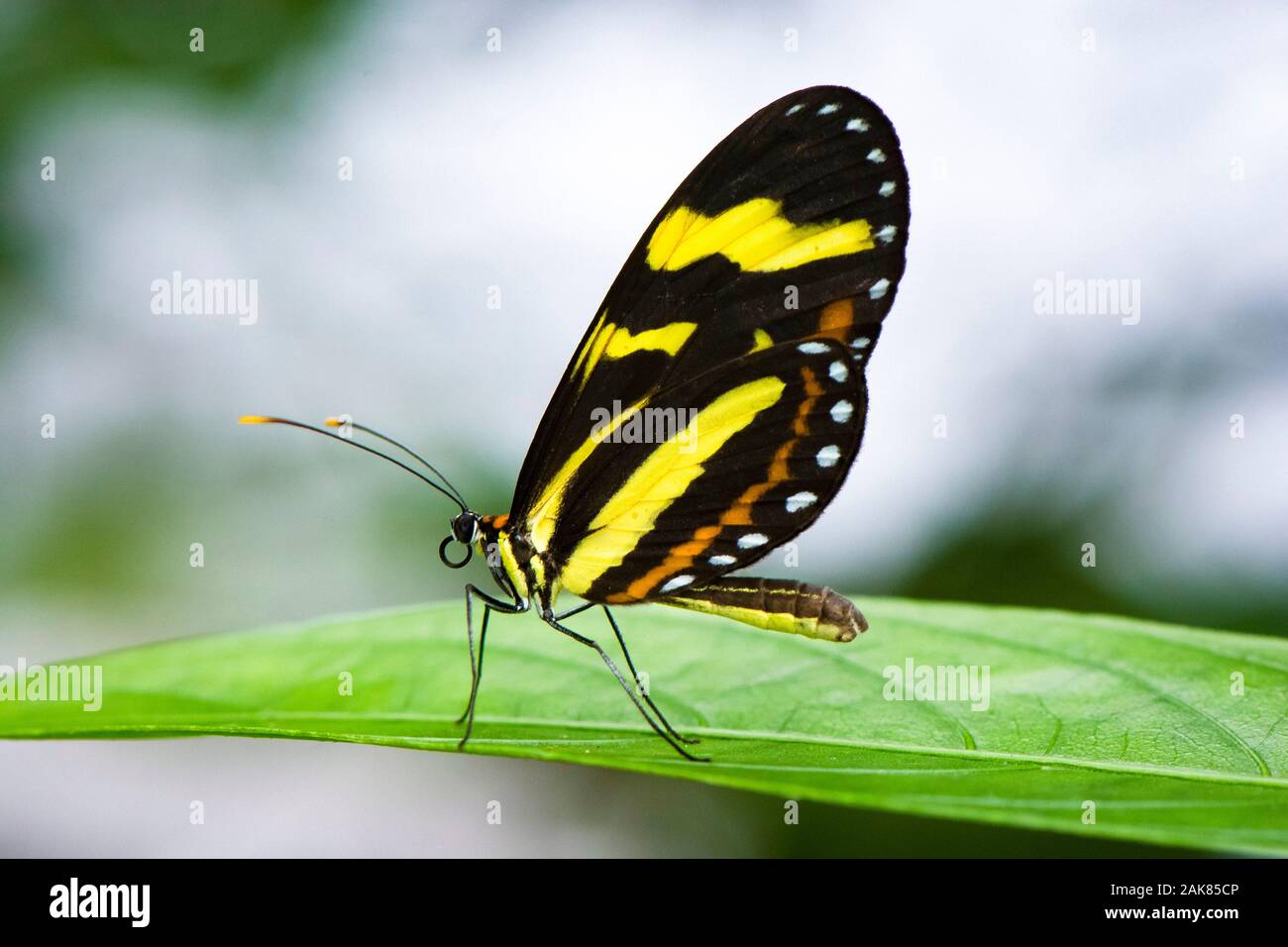 Menapis Tigerwing Mechanitis Menapis Mantineus Andean Cloud Forest Mashpi Lodge Mashpi Private Nature Reserve Mashpi Choco Andes Or Andean Moun Stock Photo Alamy