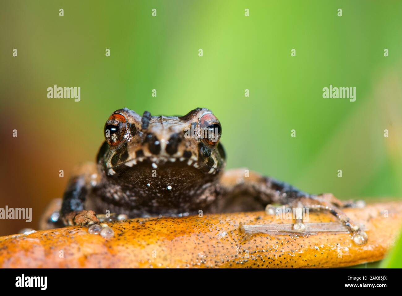 Pseudophilautus alto, an endemic species of frog in the Rhacophoridae family with a very restricted distribution range from the cloud forest of Horton Stock Photo