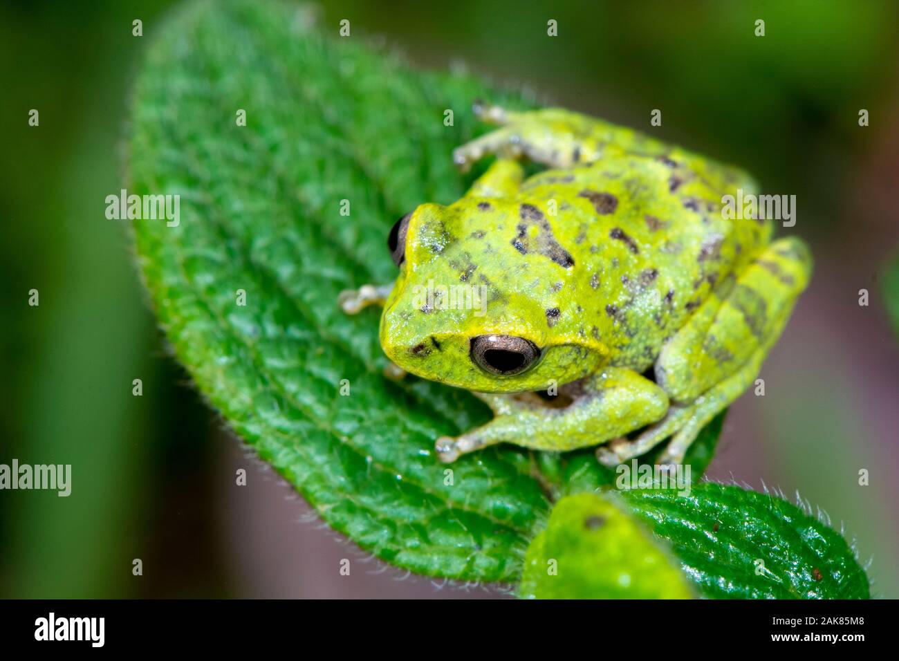 Pseudophilautus frankenbergi, an endemic species of frog in the Rhacophoridae family with a very restricted distribution range from the cloud forest o Stock Photo