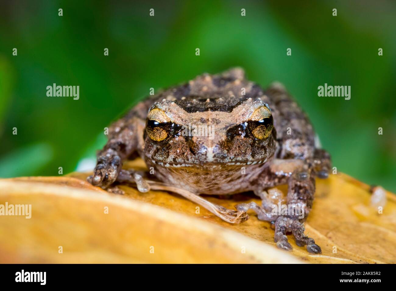Pseudophilautus microtympanum, an endemic species of frog in the Rhacophoridae family with a very restricted distribution range from the cloud forest Stock Photo