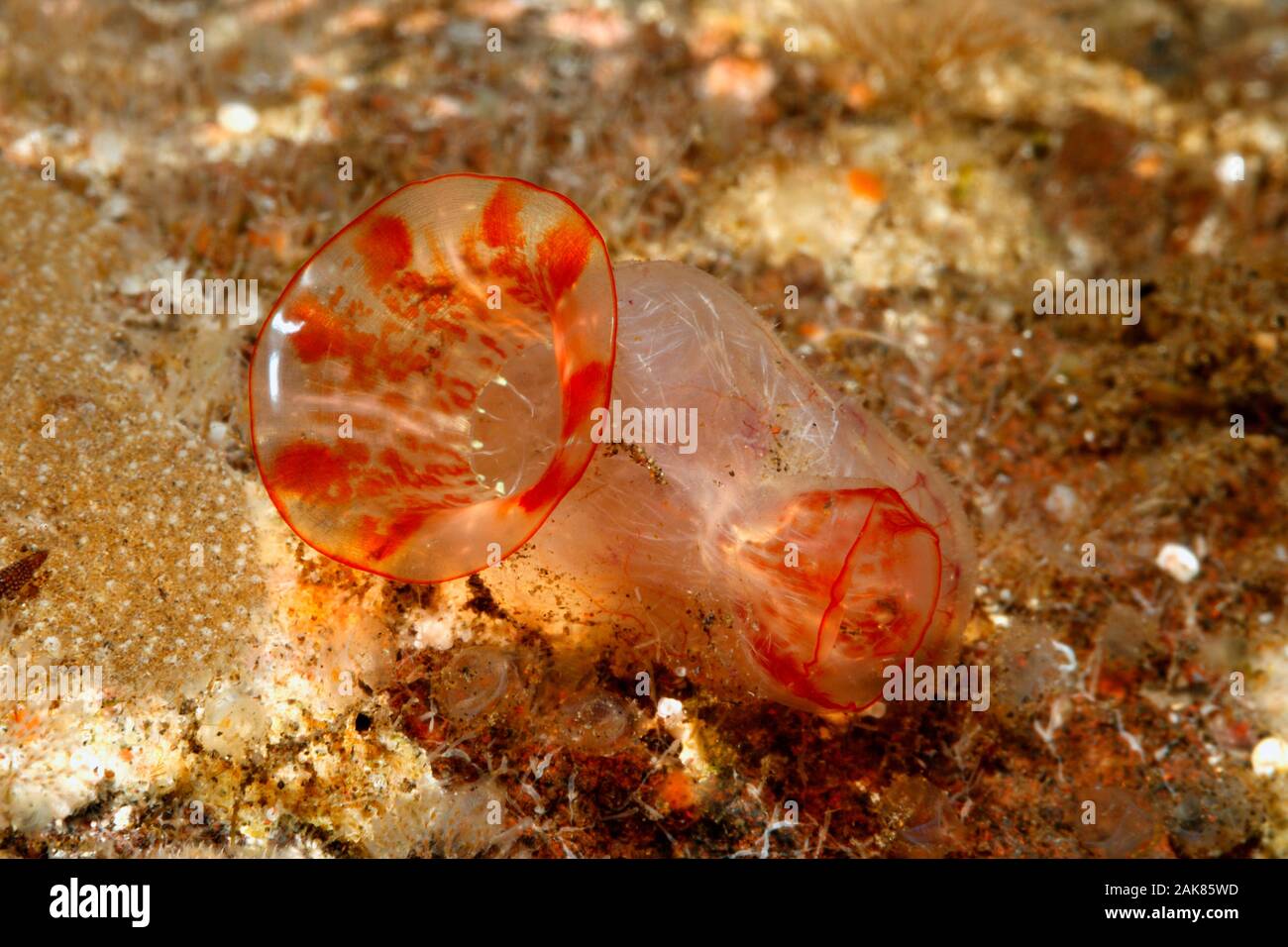 Ascidian, also called a Tunicate or Sea Squirt. Possibly Pyura momus.  Tulamben, Bali, Indonesia. Bali Sea, Indian Ocean Stock Photo