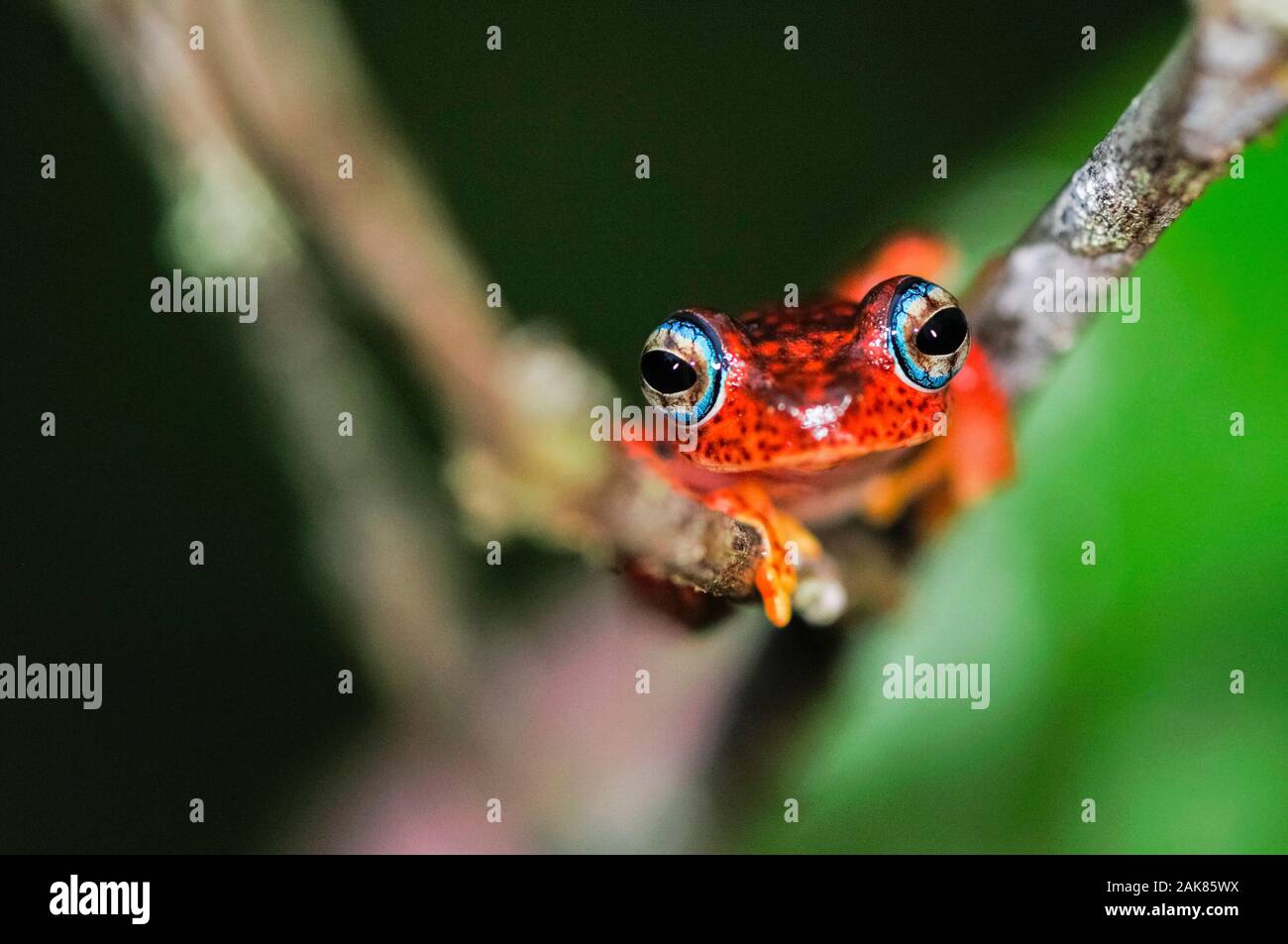 Malagasy Red Tree Frog Boophis pyrrhus, Andasibe-Mantadia National Park, Madagascar Stock Photo