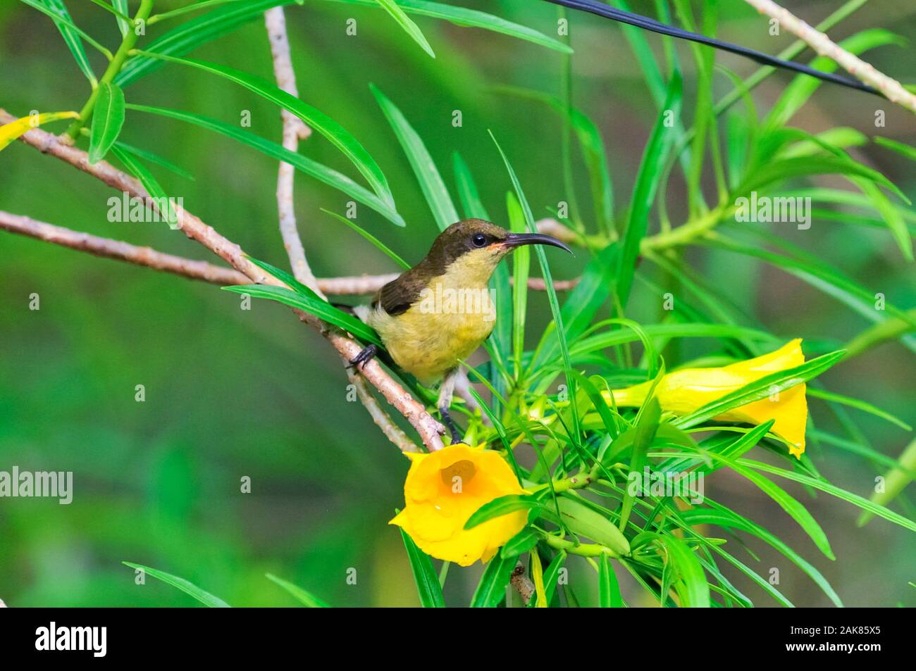 Loten's Sunbird, Long-billed Sunbird or Maroon-breasted Sunbird Cinnyris lotenius, female, the Western Ghats, Sahyadri mountain range, a Unesco World Stock Photo