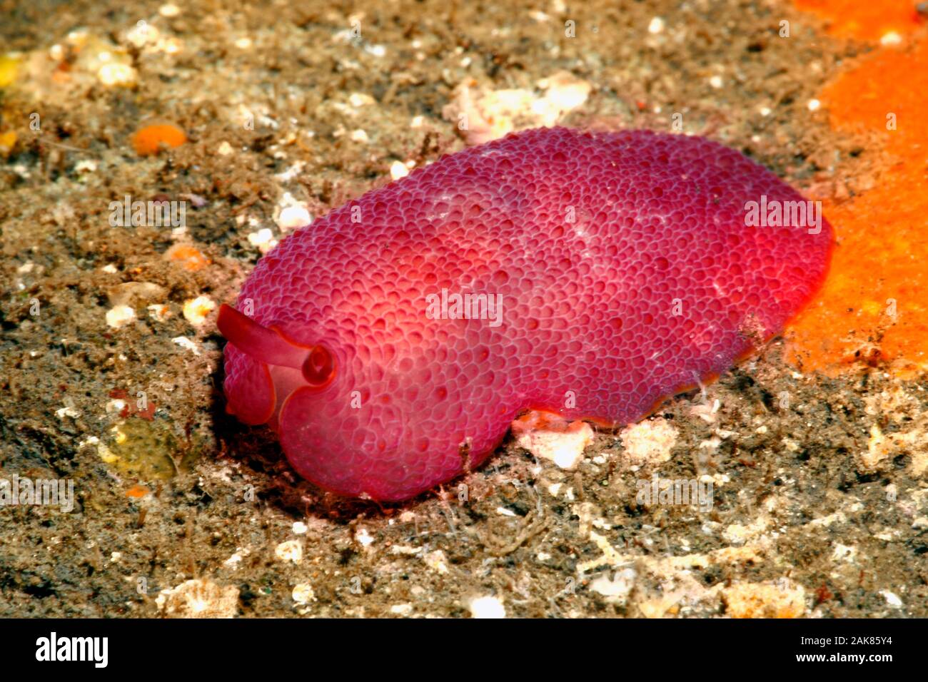 Peron's Side Gilled Sea Slug, Pleurobranchus peronii. Tulamben, Bali