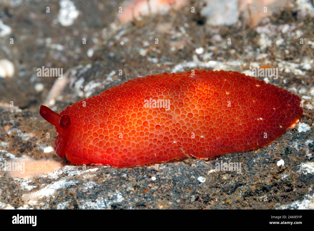 Peron's Side Gilled Sea Slug, Pleurobranchus peronii. Tulamben, Bali, Indonesia. Bali Sea, Indian Ocean Stock Photo