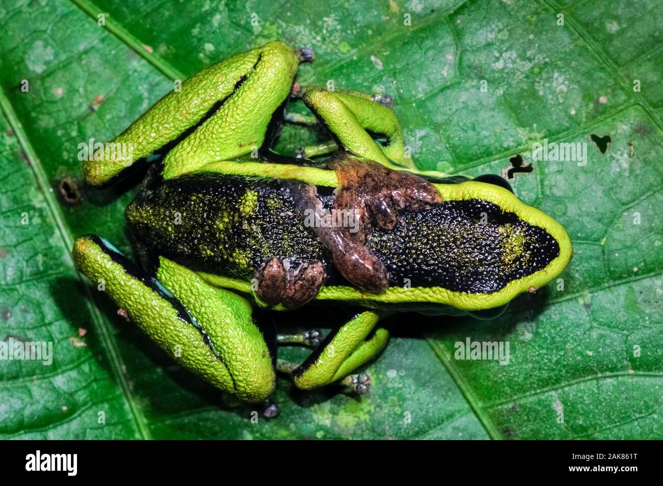 three-striped poison dart frog, Ameerega trivittata, adult male, guarding and carrying tadpoles on its back, Tambopata National Reserve, Madre de Dios Stock Photo