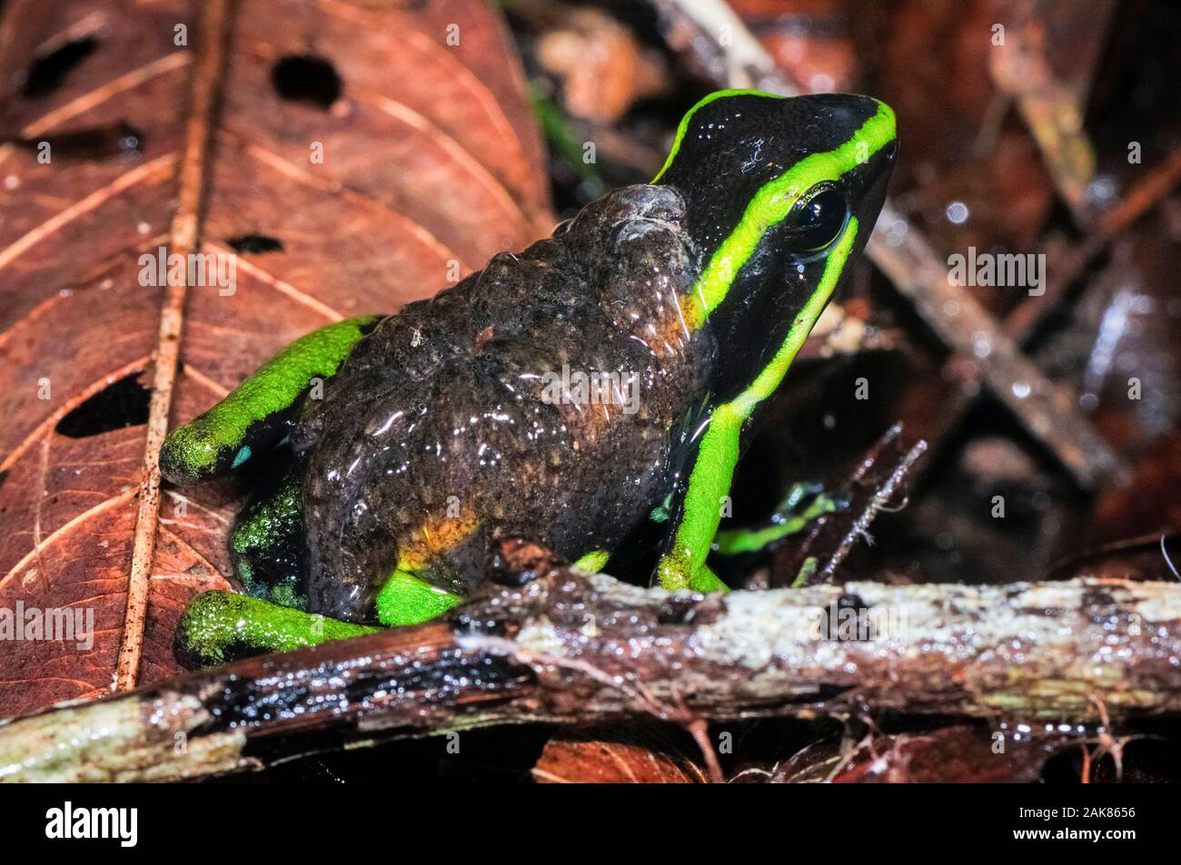 three-striped poison dart frog, Ameerega trivittata, adult male, guarding and carrying tadpoles on its back, Tambopata National Reserve, Madre de Dios Stock Photo