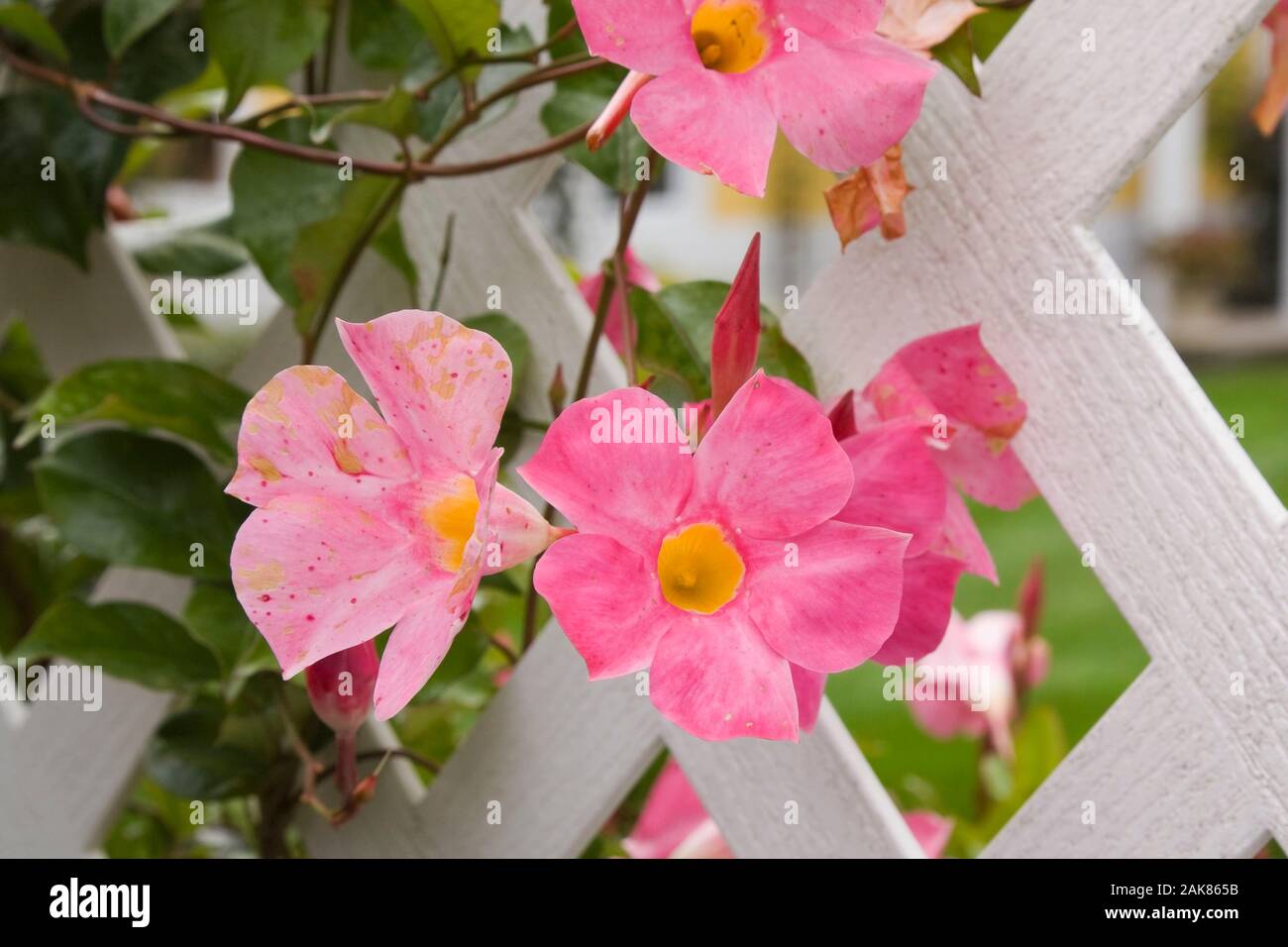 Closeup of pink and yellow Mandevilla sanderi flowers growing through