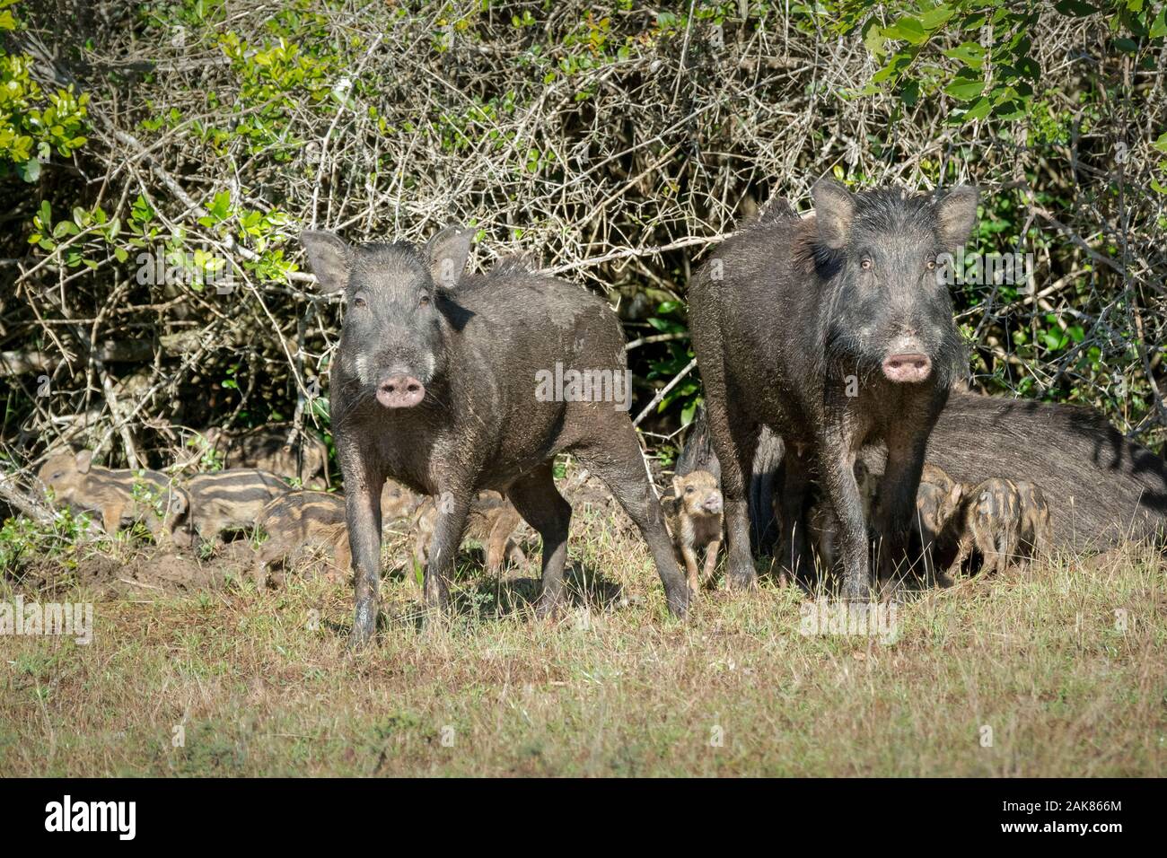 wild boar, Sus scrofa, females with piglets, Wilpattu National Park, Sri Lanka Stock Photo