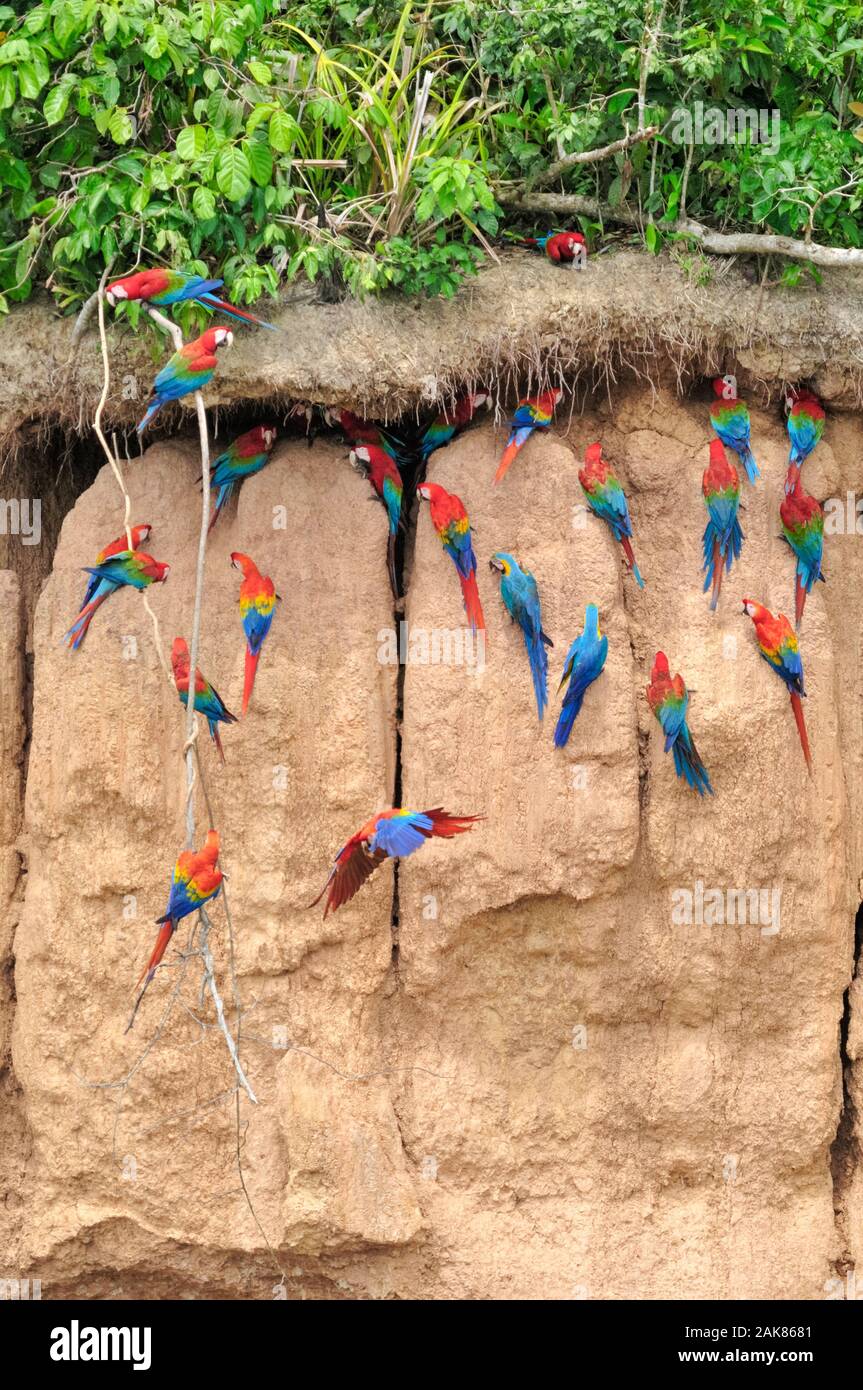 scarlet macaw, Ara macao, red-and-green macaw, Ara chloropterus, and blue-and-yellow macaw, Ara ararauna, on clay lick, Tambopata National Reserve, Ma Stock Photo