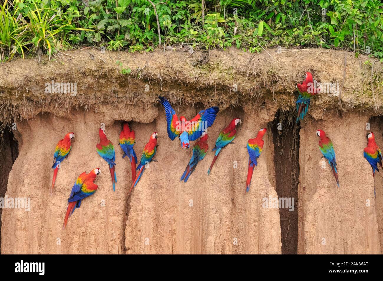 scarlet macaw, Ara macao, red-and-green macaw, Ara chloropterus, and  blue-and-yellow macaw, Ara ararauna, on clay lick, Tambopata National  Reserve, Ma Stock Photo - Alamy
