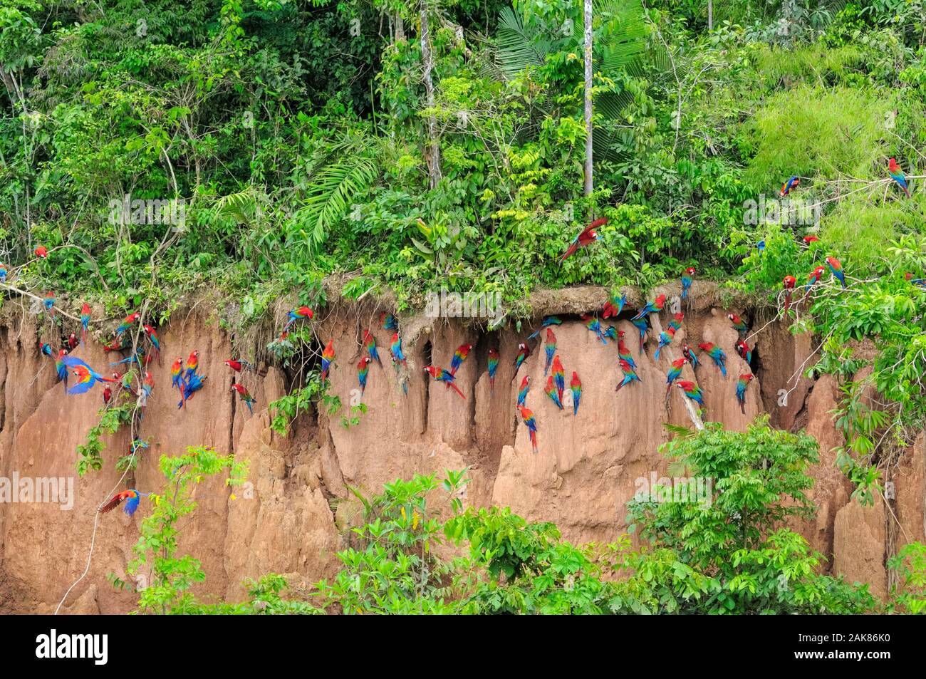 scarlet macaw, Ara macao, red-and-green macaw, Ara chloropterus, and blue-and-yellow macaw, Ara ararauna, on clay lick, Tambopata National Reserve, Ma Stock Photo