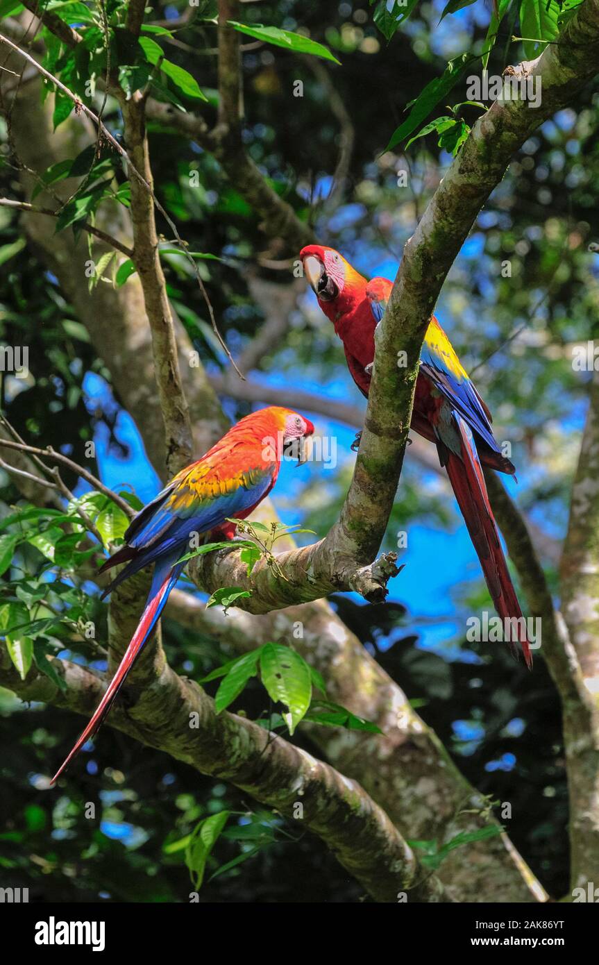 scarlet macaw, Ara macao, pair, Tambopata National Reserve, Madre de Dios Region, Tambopata Province, Peru, Amazonia Stock Photo
